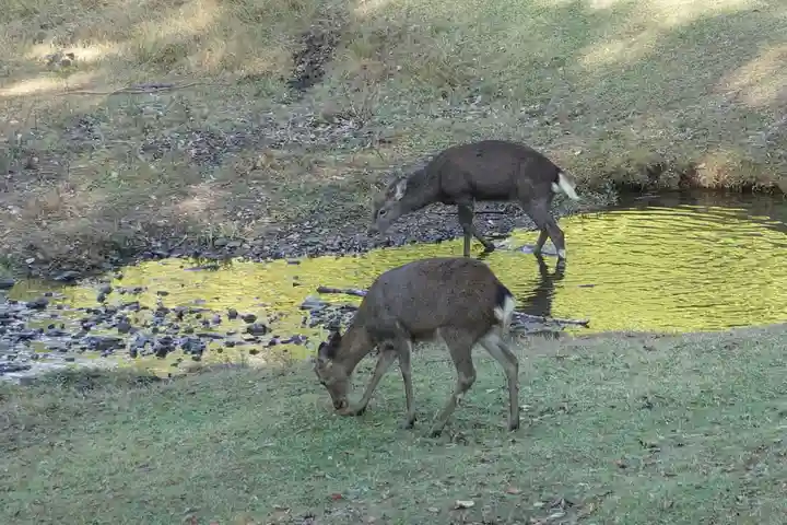 杉本神社(正倉院境内社)(奈良県)