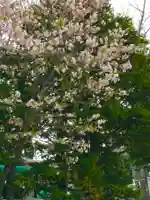 札幌諏訪神社の自然