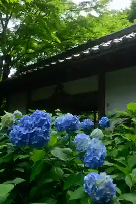 明月院(神奈川県)