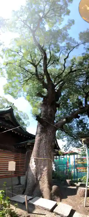 五方山熊野神社の自然