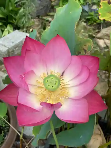 普門寺(切り絵御朱印発祥の寺)の自然