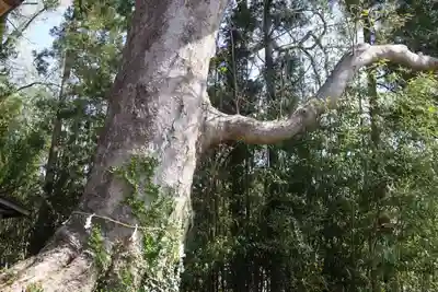 菅布禰神社の自然