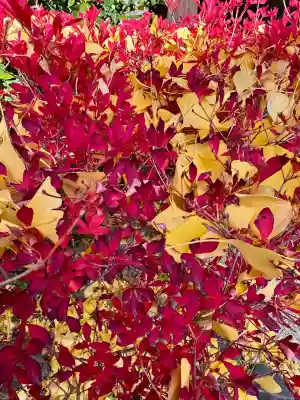 和田神社(滋賀県)