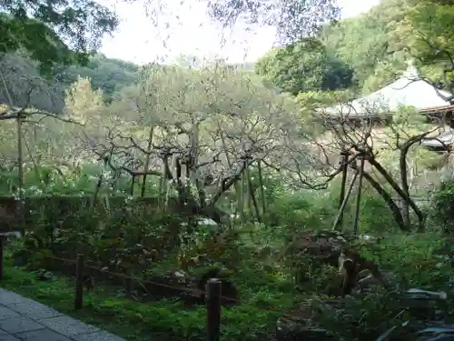 瑞泉寺の庭園