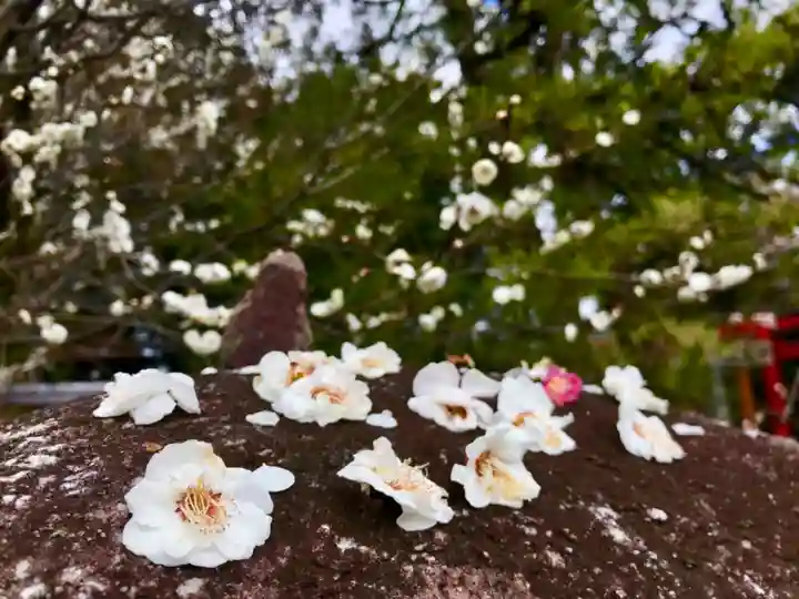 梅宮大社の自然