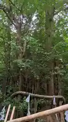 大國魂神社の自然