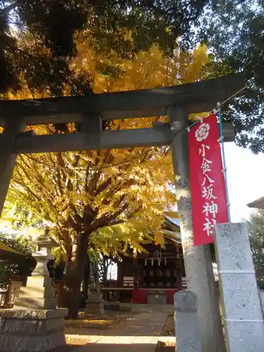 小金八坂神社の鳥居