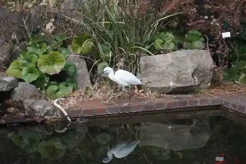 諏訪神社・諏訪山稲荷神社の動物