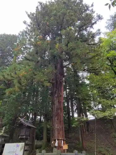 諏訪大社下社春宮の自然