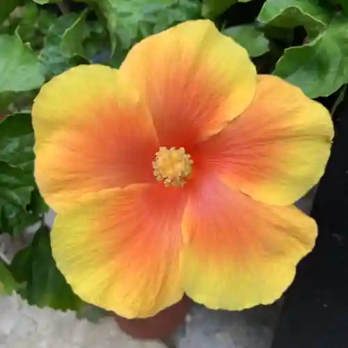 豊景神社の自然