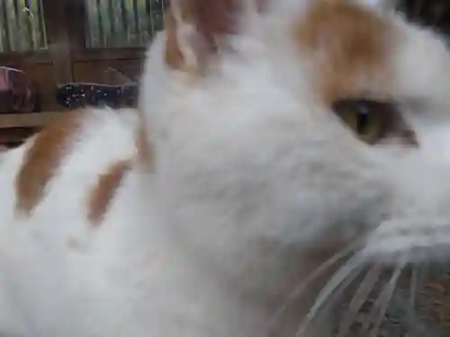 御誕生寺（猫寺）(福井県)