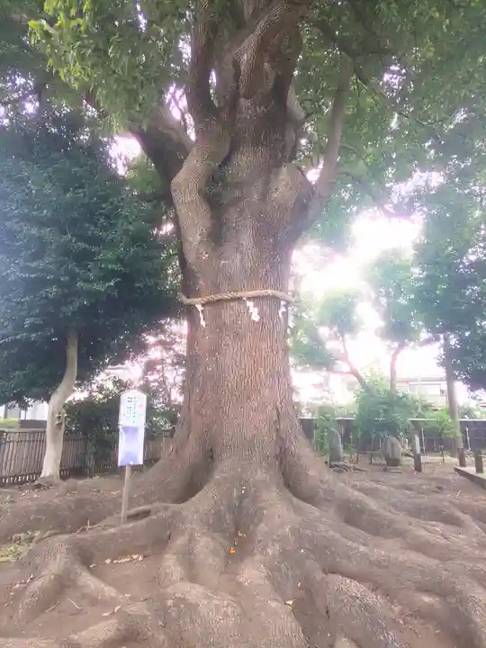 日々神社の自然