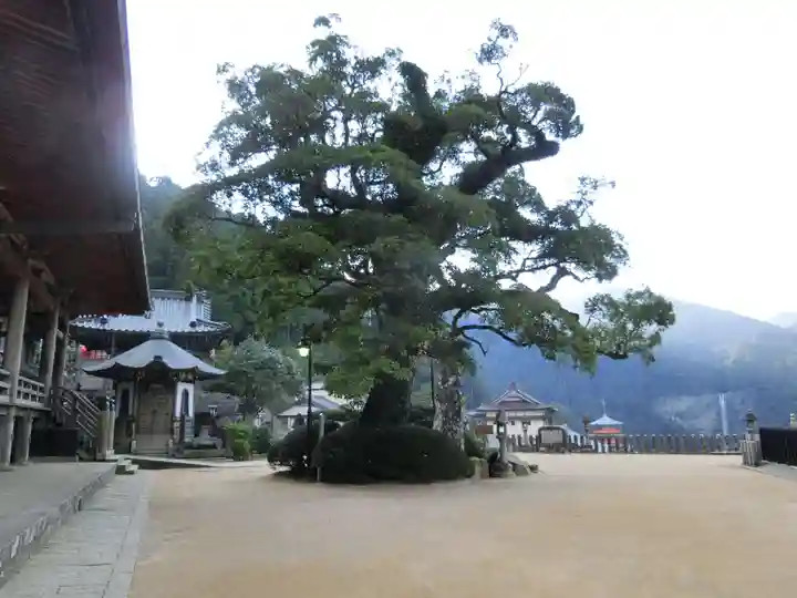 青岸渡寺の自然