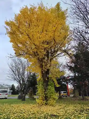 美瑛神社の自然