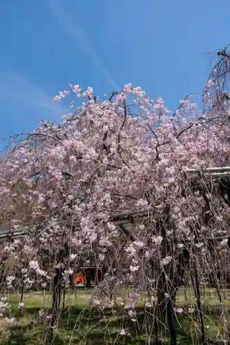 賀茂別雷神社（上賀茂神社）(京都府)