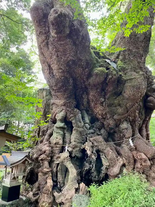 來宮神社の自然