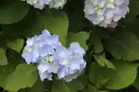 国宝 大法寺の自然