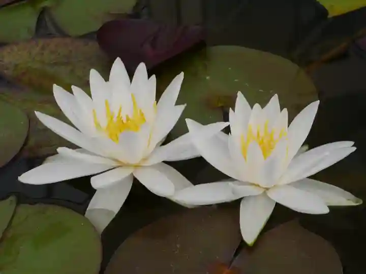 極楽山 浄土寺の自然