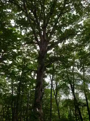八幡神社の自然