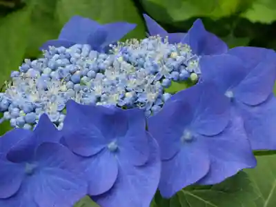 龍尾神社(静岡県)