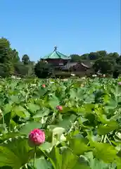 寛永寺不忍池弁天堂の自然