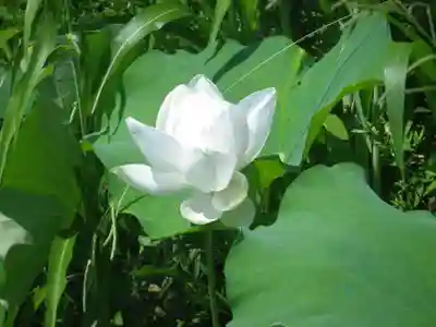 浄名寺(山口県)