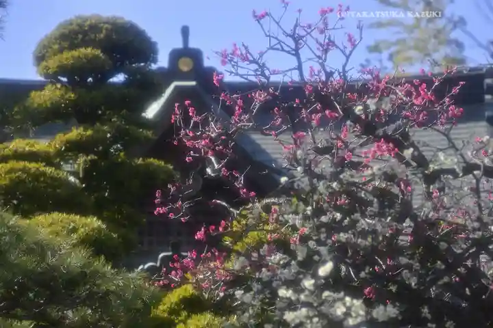 鳩森八幡神社の自然