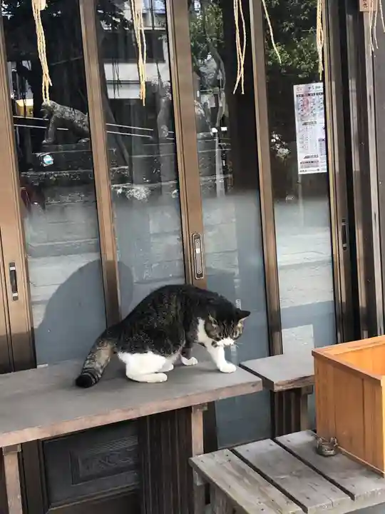龍ケ崎八坂神社の動物