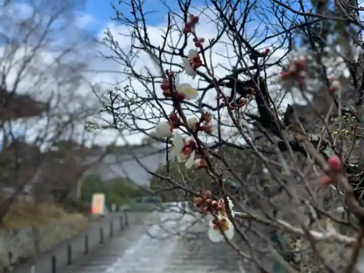 くろ谷 金戒光明寺の自然