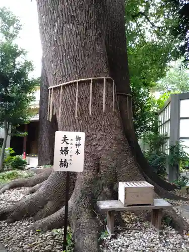 鳩ヶ谷氷川神社の自然