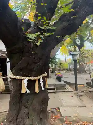 駒込天祖神社(東京都)