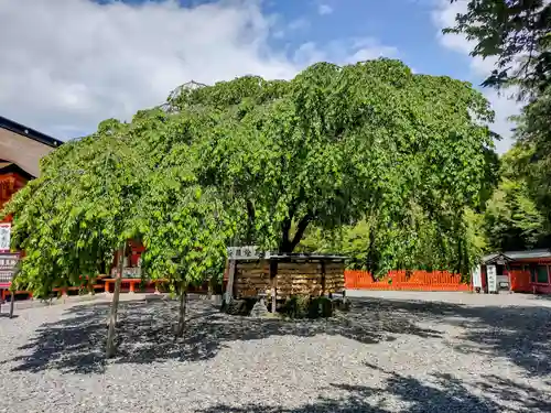 富士山本宮浅間大社の自然