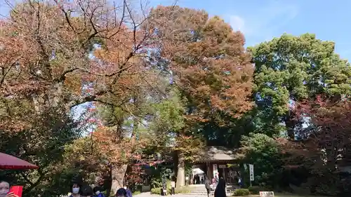 阿佐ヶ谷神明宮の自然