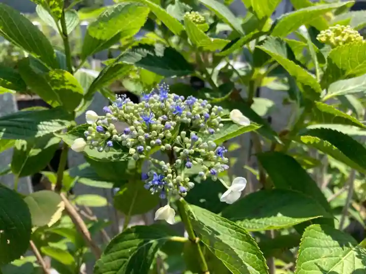 總社 和田八幡宮(福井県)