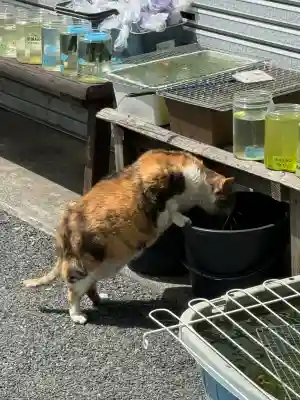 賀茂別雷神社(栃木県)