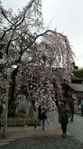 平野神社の自然