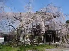 西光寺(埼玉県)