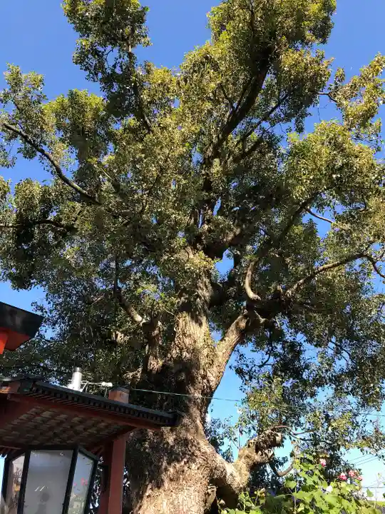 源九郎稲荷神社の自然