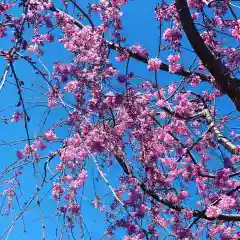 豊景神社の自然