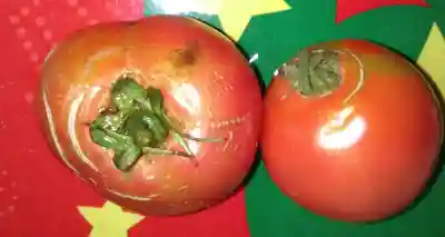 高司神社〜むすびの神の鎮まる社〜(福島県)