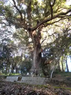 栗崎天満宮の自然