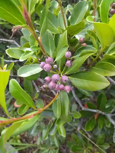 木華佐久耶比咩神社の自然