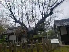 長光寺の自然