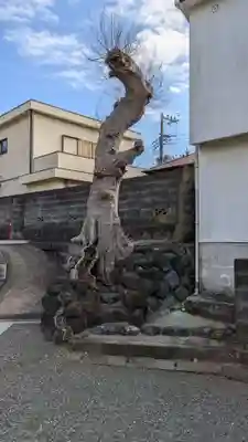 諏訪仮宮の自然