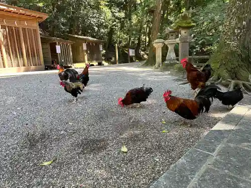 石上神宮の動物