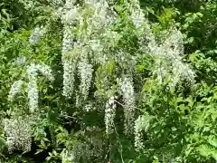 牟禮山観音禅寺の自然