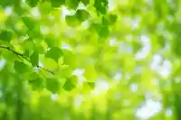 木舟山 順教寺(広島県)