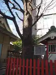 銀杏岡八幡神社の自然