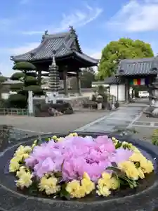 真言宗 善通寺派 薬王寺(香川県)(2023年04月10日(月) 20時35分35秒投稿)
