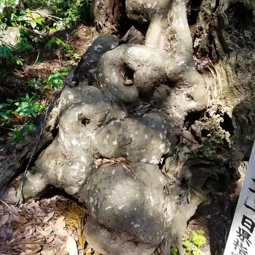 大生神社の自然